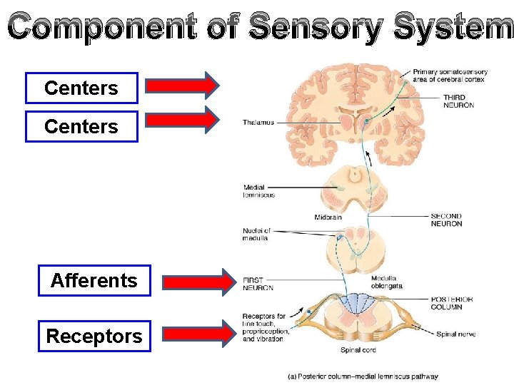 Component of Sensory System Centers Afferents Receptors 