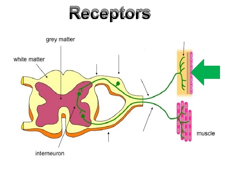 Receptors 