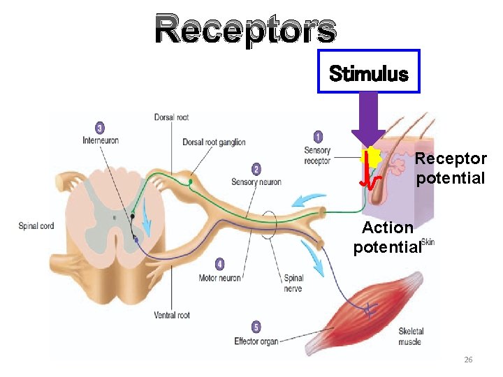 Receptors Stimulus Receptor potential Action potential 26 