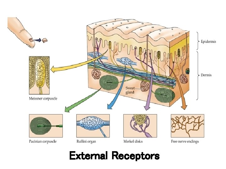 External Receptors 