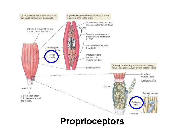 Proprioceptors 