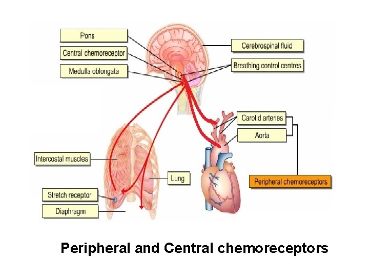 Peripheral and Central chemoreceptors 