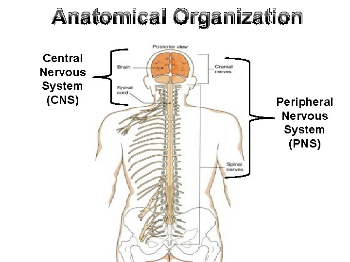 Anatomical Organization Central Nervous System (CNS) Peripheral Nervous System (PNS) 