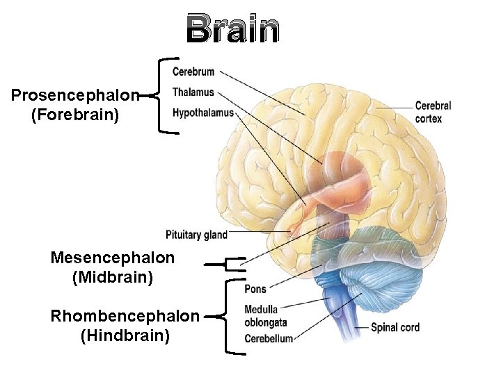 Brain Prosencephalon (Forebrain) Mesencephalon (Midbrain) Rhombencephalon (Hindbrain) 