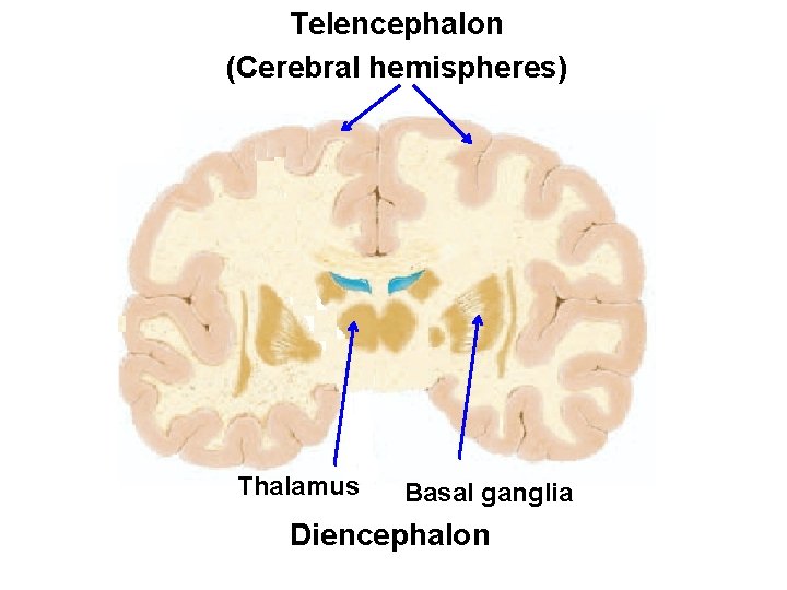 Telencephalon (Cerebral hemispheres) Thalamus Basal ganglia Diencephalon 