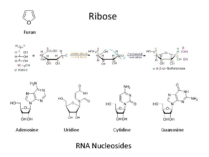 Ribose Furan Adenosine Uridine Cytidine RNA Nucleosides Guanosine 