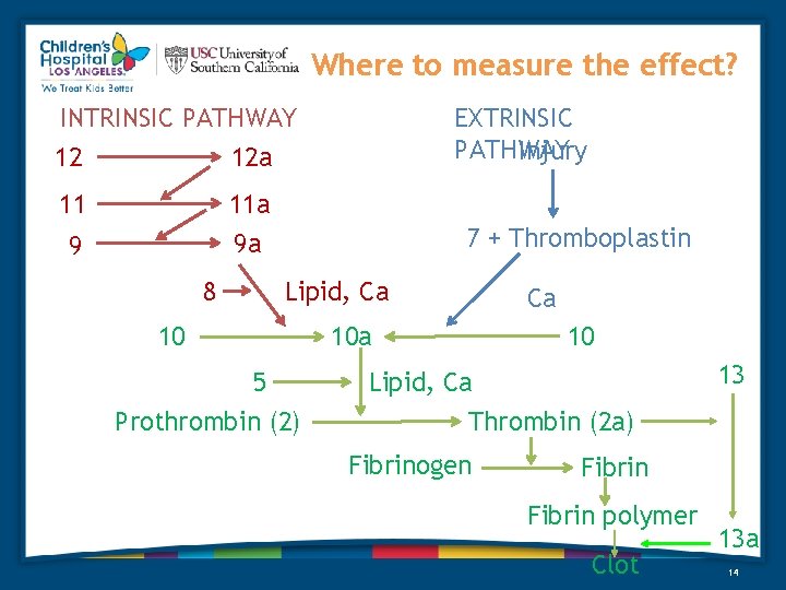 Where to measure the effect? EXTRINSIC PATHWAY Injury INTRINSIC PATHWAY 12 12 a 11