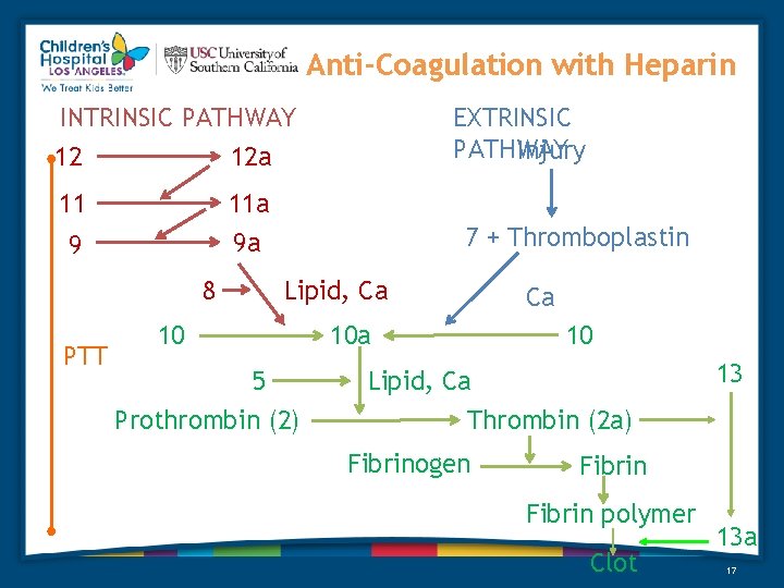 Anti-Coagulation with Heparin EXTRINSIC PATHWAY Injury INTRINSIC PATHWAY 12 12 a 11 11 a