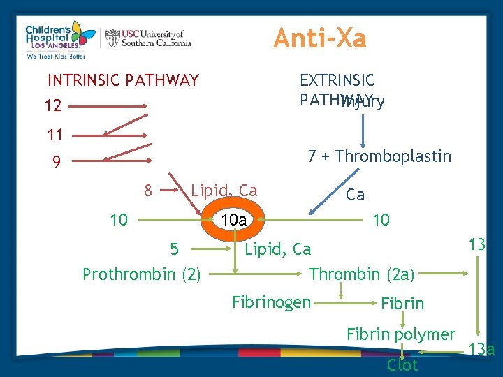 Anti-Xa EXTRINSIC PATHWAY Injury INTRINSIC PATHWAY 12 12 a 11 11 a 9 9