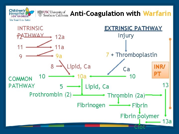 Anti-Coagulation with Warfarin INTRINSIC PATHWAY 12 11 9 8 12 a EXTRINSIC PATHWAY Injury