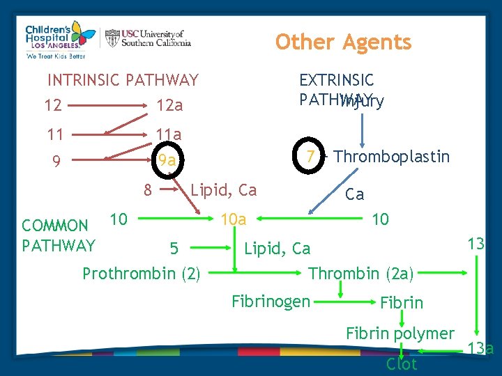 Other Agents INTRINSIC PATHWAY 12 12 a 11 11 a 9 9 a 8 Other Agents INTRINSIC PATHWAY 12 12 a 11 11 a 9 9 a 8