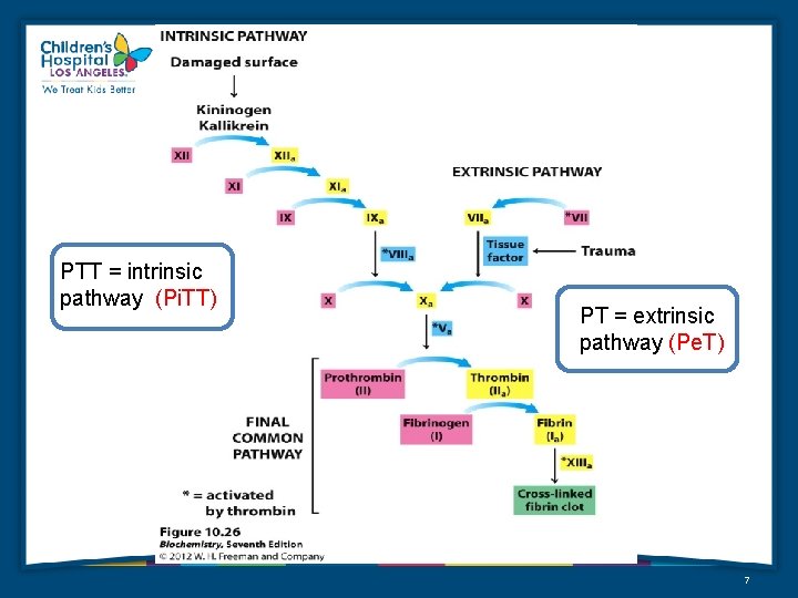 PTT = intrinsic pathway (Pi. TT) PT = extrinsic pathway (Pe. T) 7 