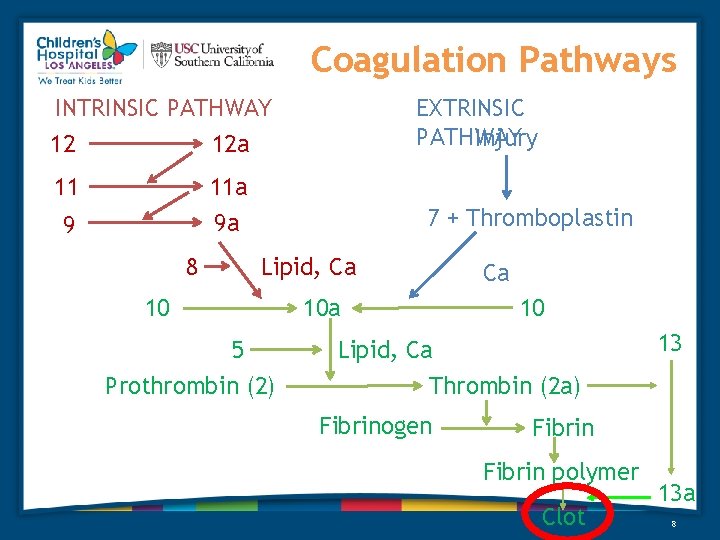 Coagulation Pathways EXTRINSIC PATHWAY Injury INTRINSIC PATHWAY 12 12 a 11 11 a 9