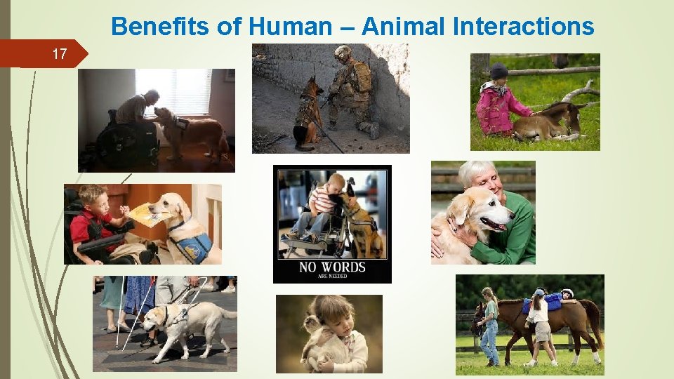 Benefits of Human – Animal Interactions 17 