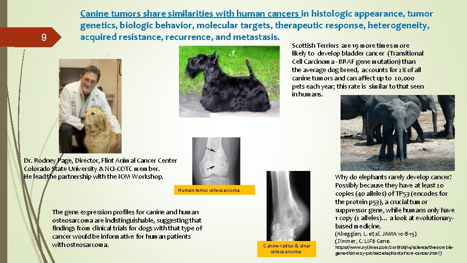 9 Canine tumors share similarities with human cancers in histologic appearance, tumor genetics, biologic