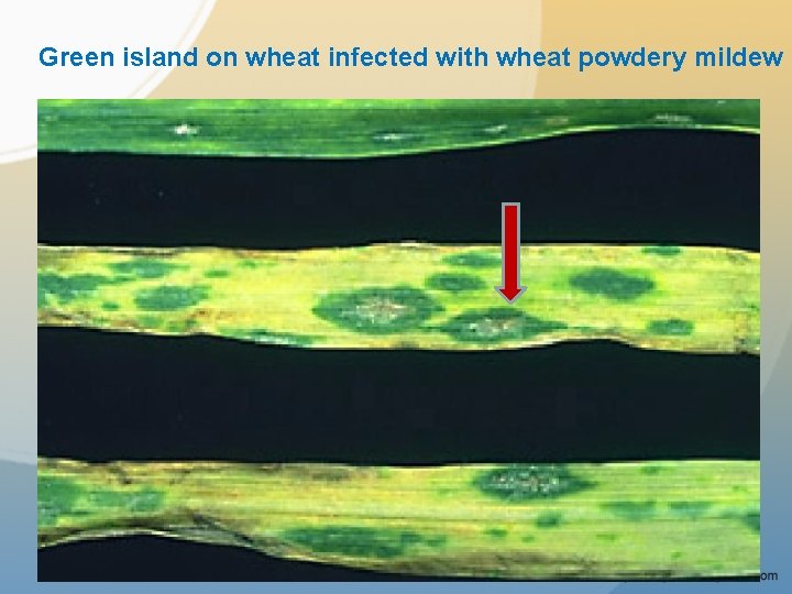 Green island on wheat infected with wheat powdery mildew 