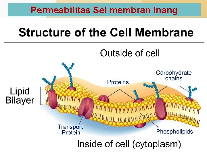 Permeabilitas Sel membran Inang 