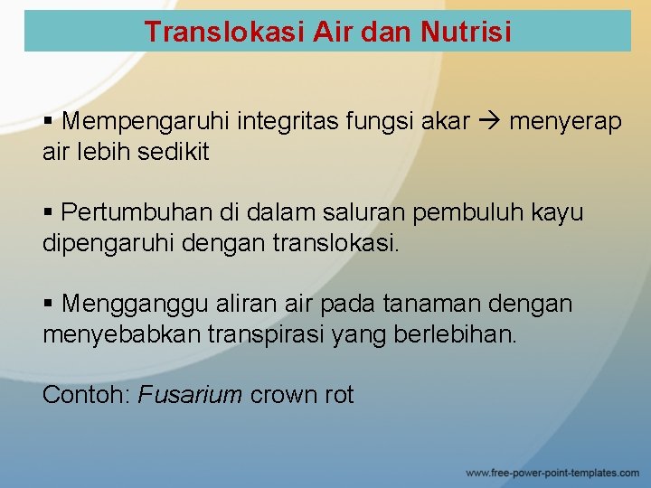 Translokasi Air dan Nutrisi § Mempengaruhi integritas fungsi akar menyerap air lebih sedikit §