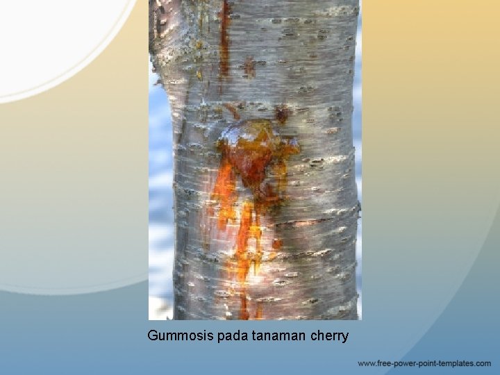 Gummosis pada tanaman cherry 