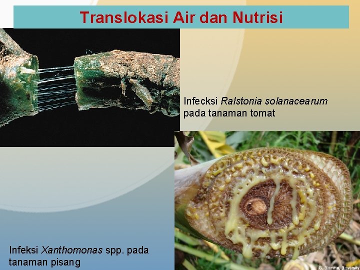 Translokasi Air dan Nutrisi Infecksi Ralstonia solanacearum pada tanaman tomat Infeksi Xanthomonas spp. pada