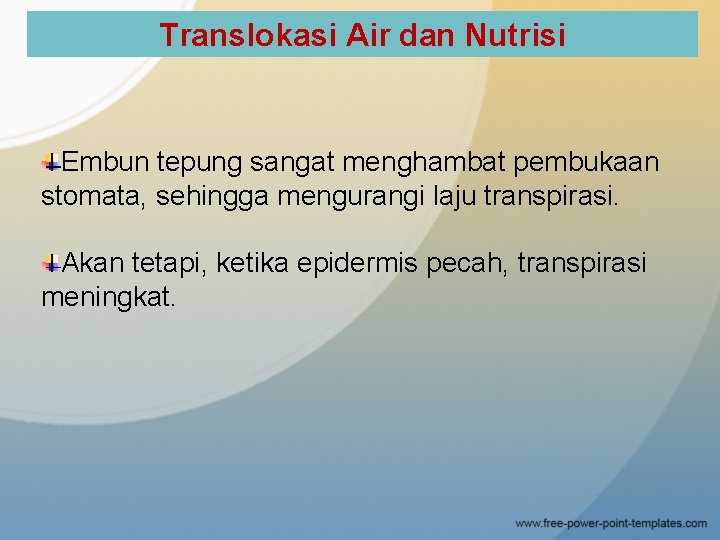 Translokasi Air dan Nutrisi Embun tepung sangat menghambat pembukaan stomata, sehingga mengurangi laju transpirasi.