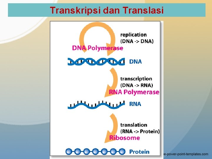Transkripsi dan Translasi 