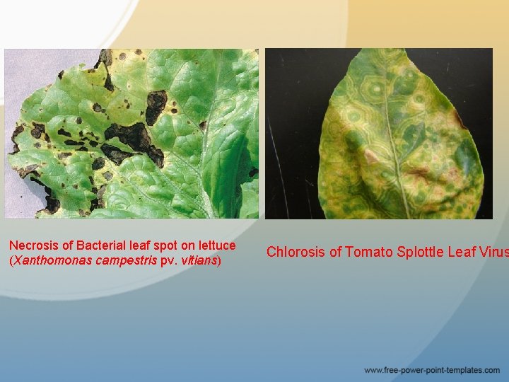Necrosis of Bacterial leaf spot on lettuce (Xanthomonas campestris pv. vitians) Chlorosis of Tomato