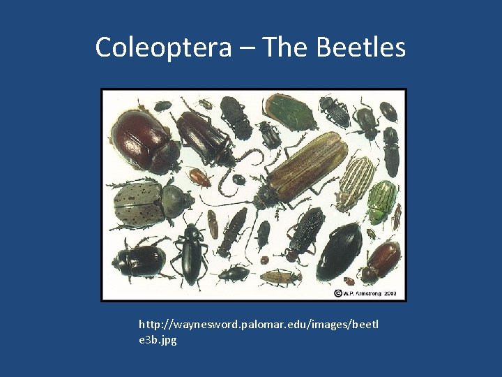 Coleoptera – The Beetles http: //waynesword. palomar. edu/images/beetl e 3 b. jpg 