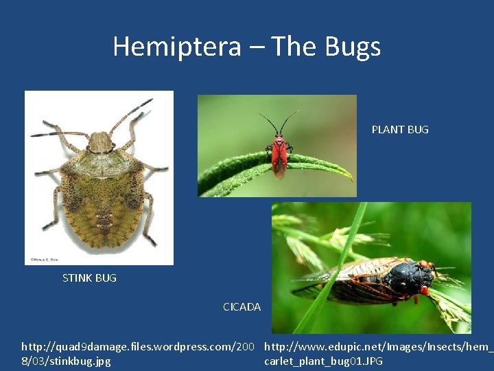 Hemiptera – The Bugs PLANT BUG STINK BUG CICADA http: //quad 9 damage. files.