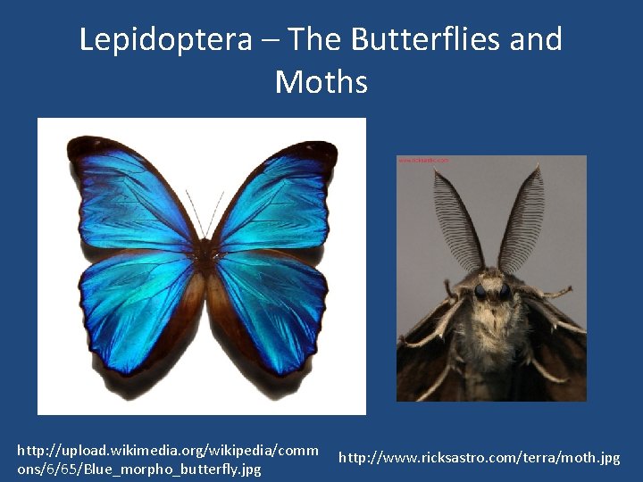 Lepidoptera – The Butterflies and Moths http: //upload. wikimedia. org/wikipedia/comm ons/6/65/Blue_morpho_butterfly. jpg http: //www.