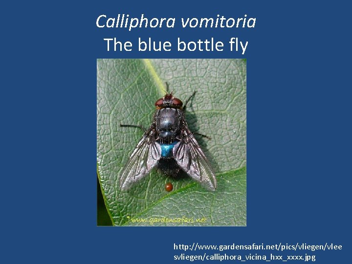 Calliphora vomitoria The blue bottle fly http: //www. gardensafari. net/pics/vliegen/vlee svliegen/calliphora_vicina_hxx_xxxx. jpg 
