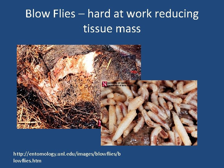 Blow Flies – hard at work reducing tissue mass http: //entomology. unl. edu/images/blowflies/b lowflies.