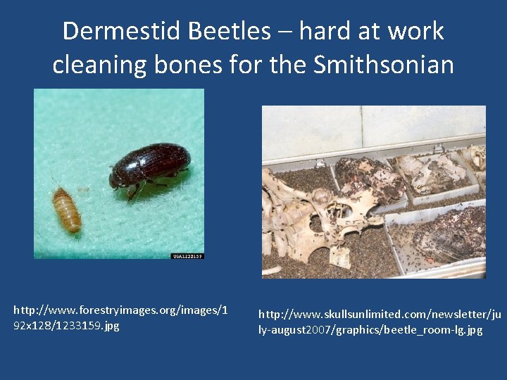 Dermestid Beetles – hard at work cleaning bones for the Smithsonian http: //www. forestryimages.