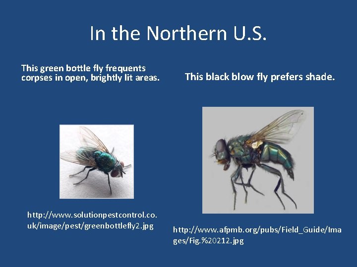 In the Northern U. S. This green bottle fly frequents corpses in open, brightly