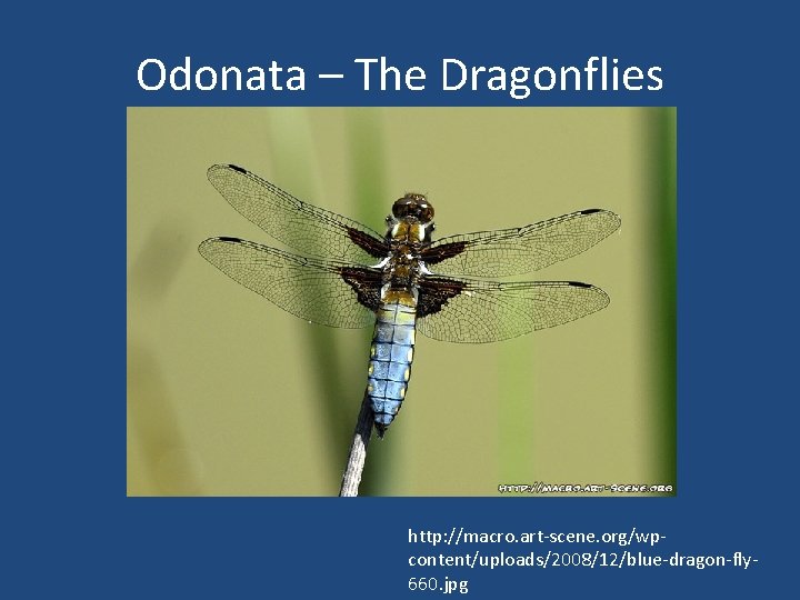 Odonata – The Dragonflies http: //macro. art-scene. org/wpcontent/uploads/2008/12/blue-dragon-fly 660. jpg 