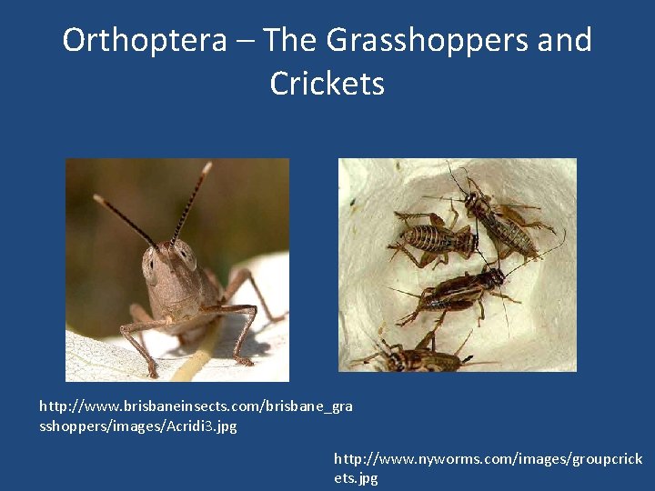 Orthoptera – The Grasshoppers and Crickets http: //www. brisbaneinsects. com/brisbane_gra sshoppers/images/Acridi 3. jpg http: