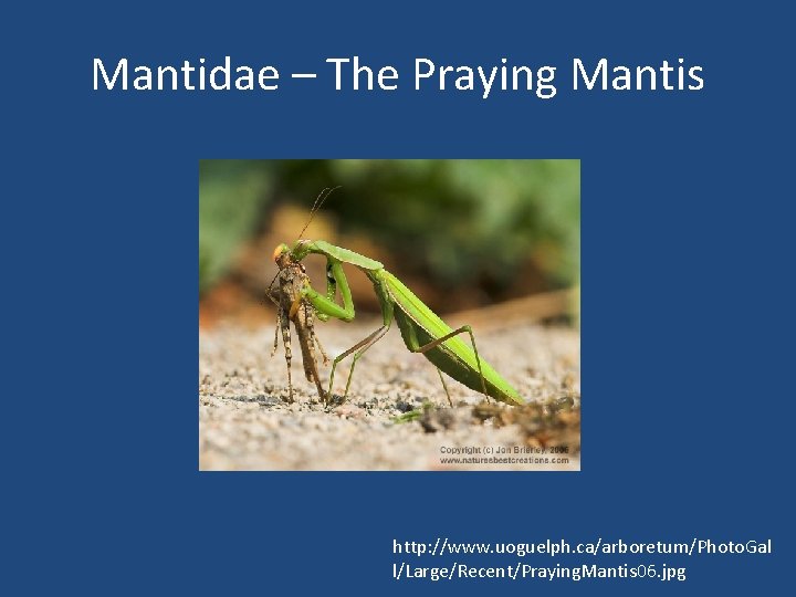 Mantidae – The Praying Mantis http: //www. uoguelph. ca/arboretum/Photo. Gal l/Large/Recent/Praying. Mantis 06. jpg