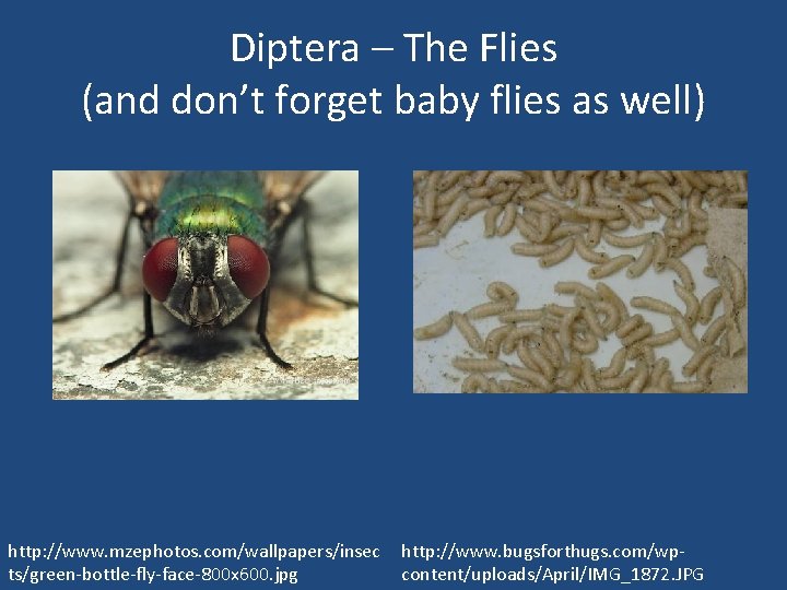 Diptera – The Flies (and don’t forget baby flies as well) http: //www. mzephotos.