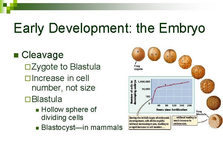 Early Development: the Embryo n Cleavage ¨ Zygote to Blastula ¨ Increase in cell