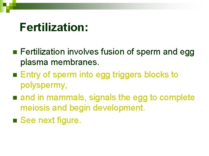 Fertilization: n n Fertilization involves fusion of sperm and egg plasma membranes. Entry of