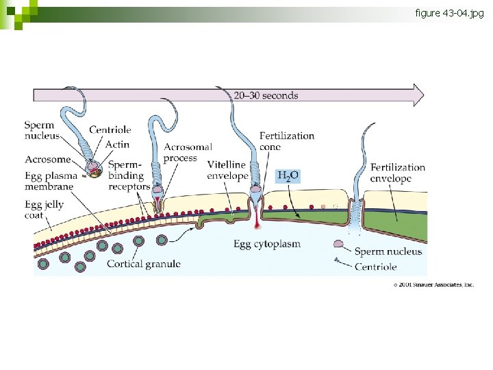 figure 43 -04. jpg Figure 43. 4 