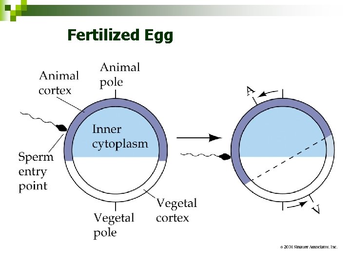 Fertilized Egg Figure 43. 5 