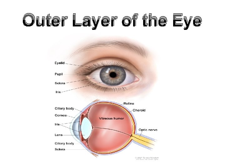 Outer Layer of the Eye 