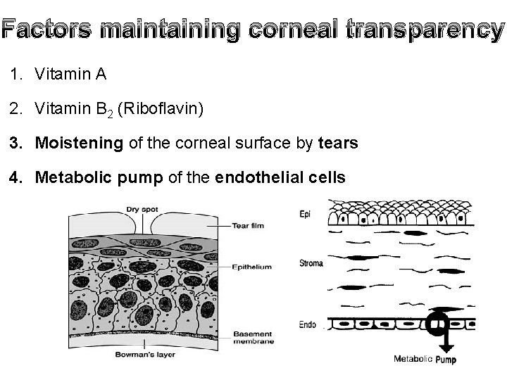 Factors maintaining corneal transparency 1. Vitamin A 2. Vitamin B 2 (Riboflavin) 3. Moistening