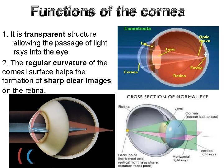 Functions of the cornea 1. It is transparent structure allowing the passage of light