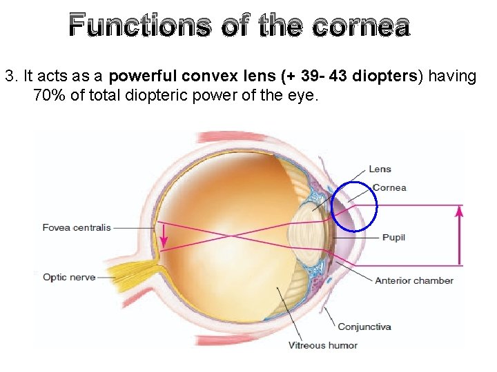 Functions of the cornea 3. It acts as a powerful convex lens (+ 39