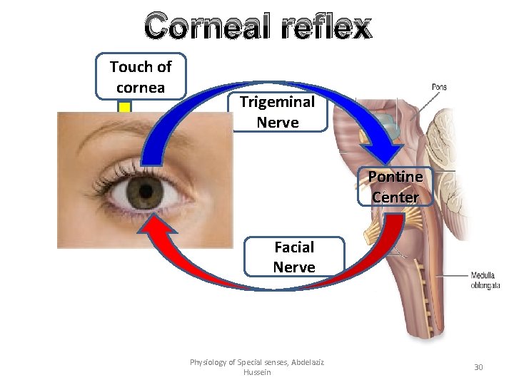 Corneal reflex Touch of cornea Trigeminal Nerve Pontine Center Facial Nerve Physiology of Special