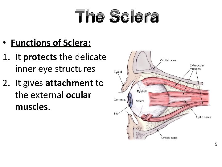 The Sclera • Functions of Sclera: 1. It protects the delicate inner eye structures