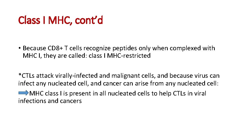 Class I MHC, cont’d • Because CD 8+ T cells recognize peptides only when