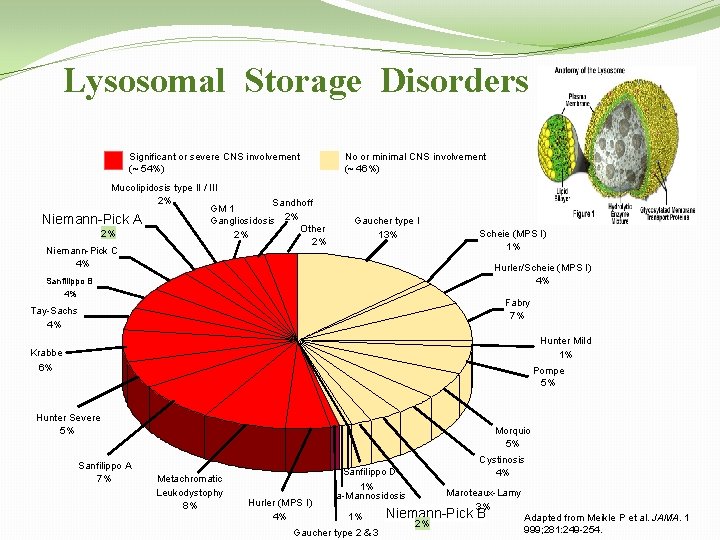 Lysosomal Storage Disorders Significant or severe CNS involvement (~ 54%) Mucolipidosis type II /